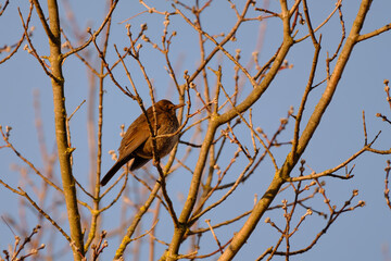 Female blackbird on the tree