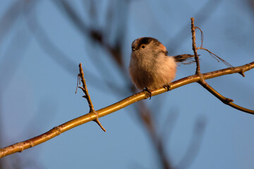 Long-tailed tit on the tree branch