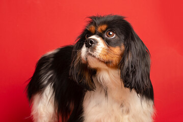 Cavalier king charles spaniel, a beautiful  dog  for red background