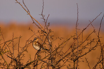 Fieldfare bird on the branch