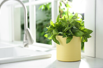 Fresh green basil in pot on countertop in kitchen. Space for text