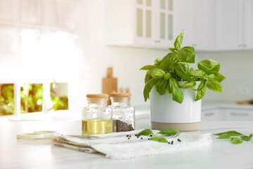 Fresh green basil in pot on white table in kitchen