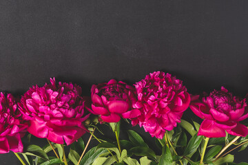 Red pink flowers peonies on dark background. Top view copy space