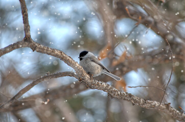 Marsh tit sitting on a tree branch in winter