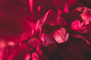 Red pink flowers peonies close-up. Vintage toning