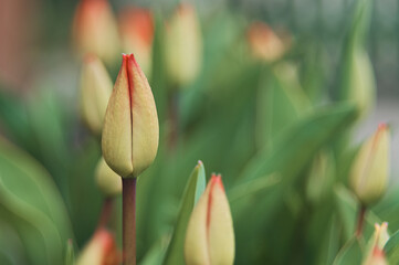 The tightly closed bud of a red tulip naturally contrasts with a deep green background and waiting green buds ready to open when spring comes