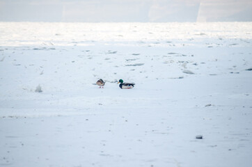 A flock of birds on the frozen water of the Danube River below the Petrovaradin Fortress, Vojvodina, Novi Sad, Petrovaradin, Serbia. 