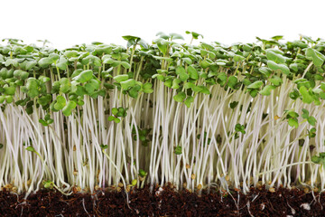 Fresh organic microgreen in soil on white background, closeup