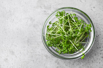 Fresh organic microgreen in bowl on grey table, top view. Space for text