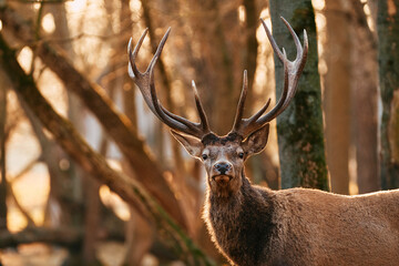Great adult noble Red Deer with big horns - 416501564