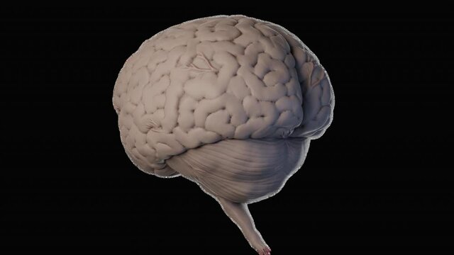 3D render of a human brain. Rotating brain on a transparent background