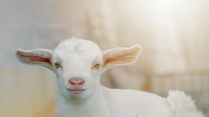 Fototapeta premium Cute sitting baby goat sheep background banner panorama spring easter