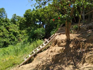 path through the woods