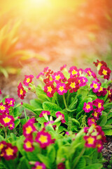 purple primrose flowers blooming in sunny spring garden