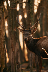 Great adult noble Red Deer with big horns