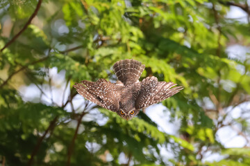 An owl flying action collection, Spotted owlet is a small owl which breeds in tropical Asia.Spotted owlet birds in the nature.