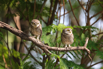 Spotted owlet is a small owl which breeds in tropical Asia