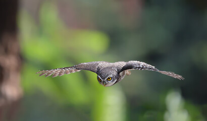 An owl flying action collection, Spotted owlet is a small owl which breeds in tropical Asia.Spotted owlet birds in the nature.