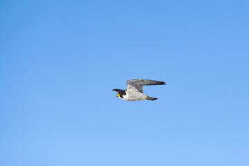ハヤブサ飛翔(Peregrine Falcon)