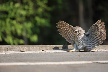 An owl flying action collection, Spotted owlet is a small owl which breeds in tropical Asia.Spotted owlet birds in the nature.