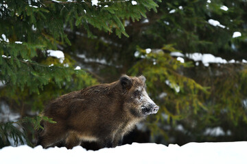 Wild boar with snowy face in winter forest