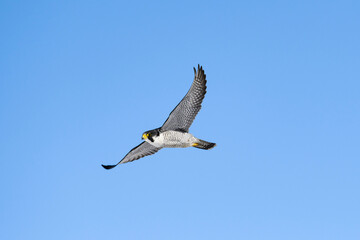 ハヤブサ飛翔(Peregrine Falcon)