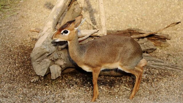 Close-up on small antelopes, Dik Dik. Madoqua.