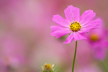 Fototapeta premium コスモスの花 秋のイメージ
