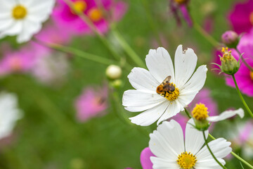 コスモス畑　秋のイメージ