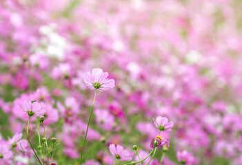 Fototapeta premium コスモスの花 秋のイメージ