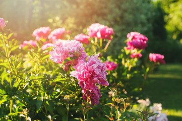 Beautiful pink peonies blooming outdoor in private summer garden.