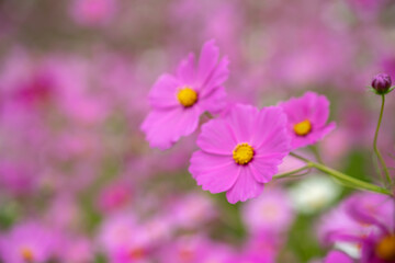 コスモスの花　秋のイメージ