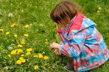4 year old child in a beautiful springtime meadow picking blooming yellow  dandelions flowers. Seen in Germany in April.