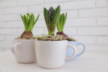 Potted hyacinth flowers on white wooden table