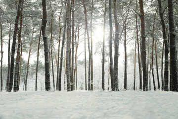Beautiful view of snowy forest on winter day