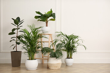 Fototapeta na wymiar Different beautiful indoor plants in room. House decoration