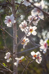Almond blossom, Spain