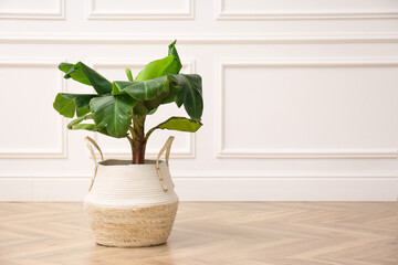 Beautiful indoor banana palm plant on floor in room, space for text. House decoration
