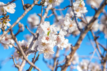 Almond blossom, Spain