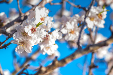 Almond blossom, Spain