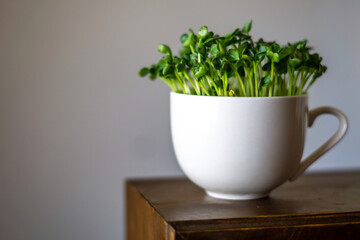 かいわれ大根の室内栽培　趣味の園芸