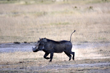 Amboseli - Warthog