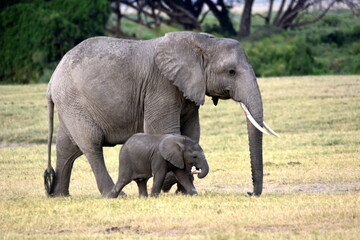 Naklejka na ściany i meble Amboseli - Elephant with her baby 