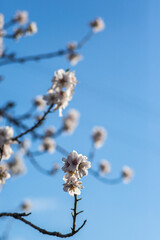Almond blossom, Spain