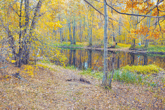 autumn in the woods