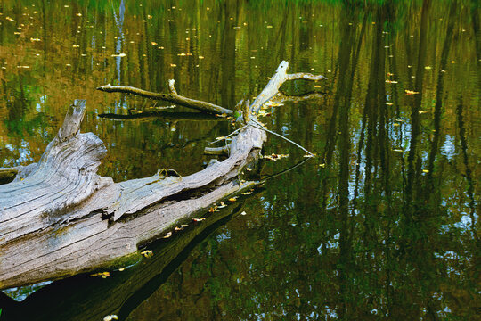 tree in the water