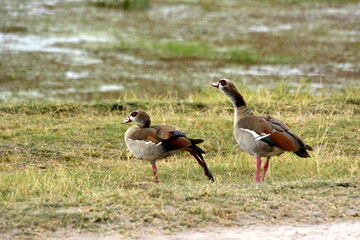  Amboseli - Nile goose