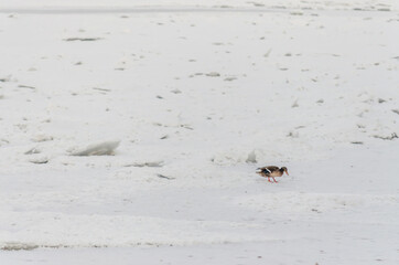 A flock of birds on the frozen water of the Danube River below the Petrovaradin Fortress, Vojvodina, Novi Sad, Petrovaradin, Serbia. 