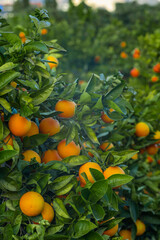 Orange plantage, agricultur in Spain