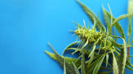 Detail of cannabis flower on blue background, medical marijuana concept. Growing cannabis indica, hemp CBD
